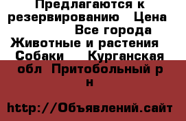 Предлагаются к резервированию › Цена ­ 16 000 - Все города Животные и растения » Собаки   . Курганская обл.,Притобольный р-н